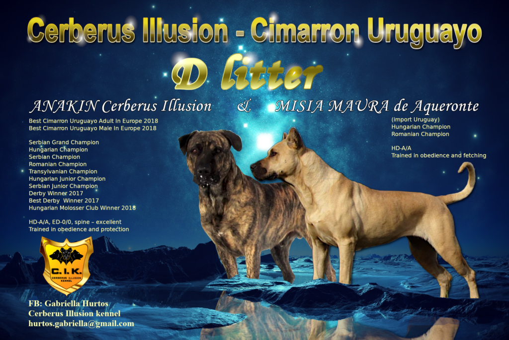 D litter Cerberus Illusion - Cimarron Uruguayo