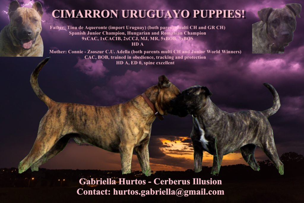 A litter Cerberus Illusion Cimarron Uruguayo šteniatko