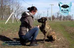 ANAKIN Cerberus Illusion Cimarron Uruguayo Dog Training - How to train a dog to give paw