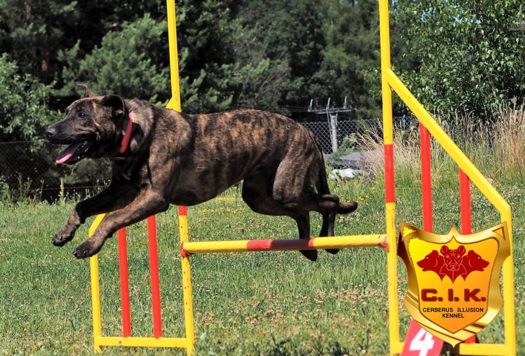 Ailin Cerberus Illusion - Cimarron Uruguayo - Agility CIK