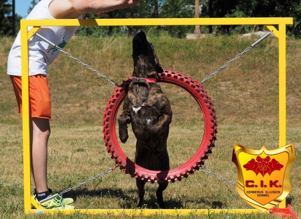 Ailin Cerberus Illusion - Agility