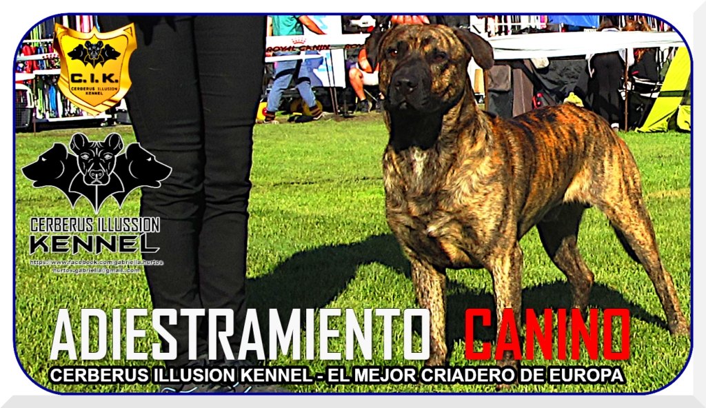 Anakin Cerberus Illusion Cimarron Uruguayo Standard