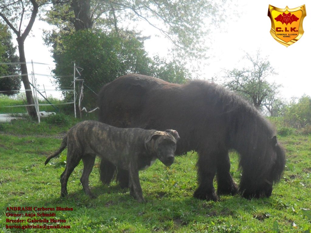 Andrash Cerberus illusion cimarron uruguayo with pony