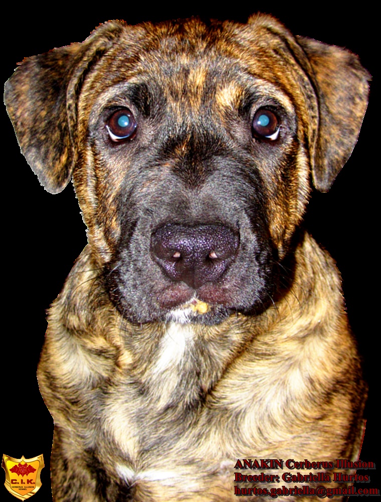 Anakin Cerberus Illusion - Cimarron Uruguayo puppy - my first dog