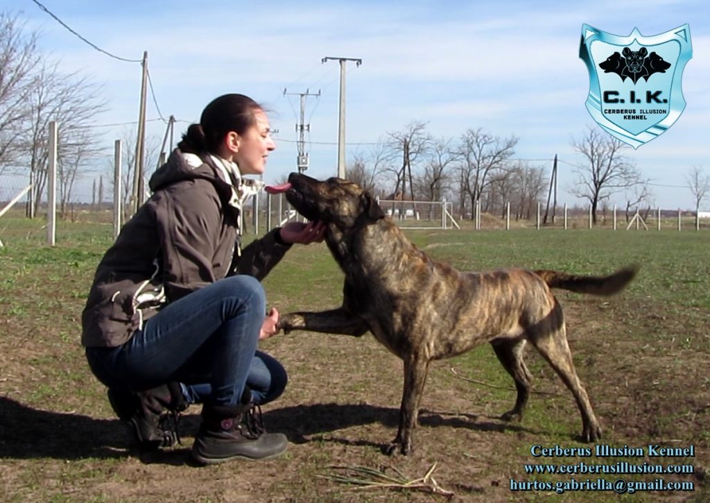 ANAKIN Cerberus Illusion cimarron uruguayo how to bond with your dog kisses