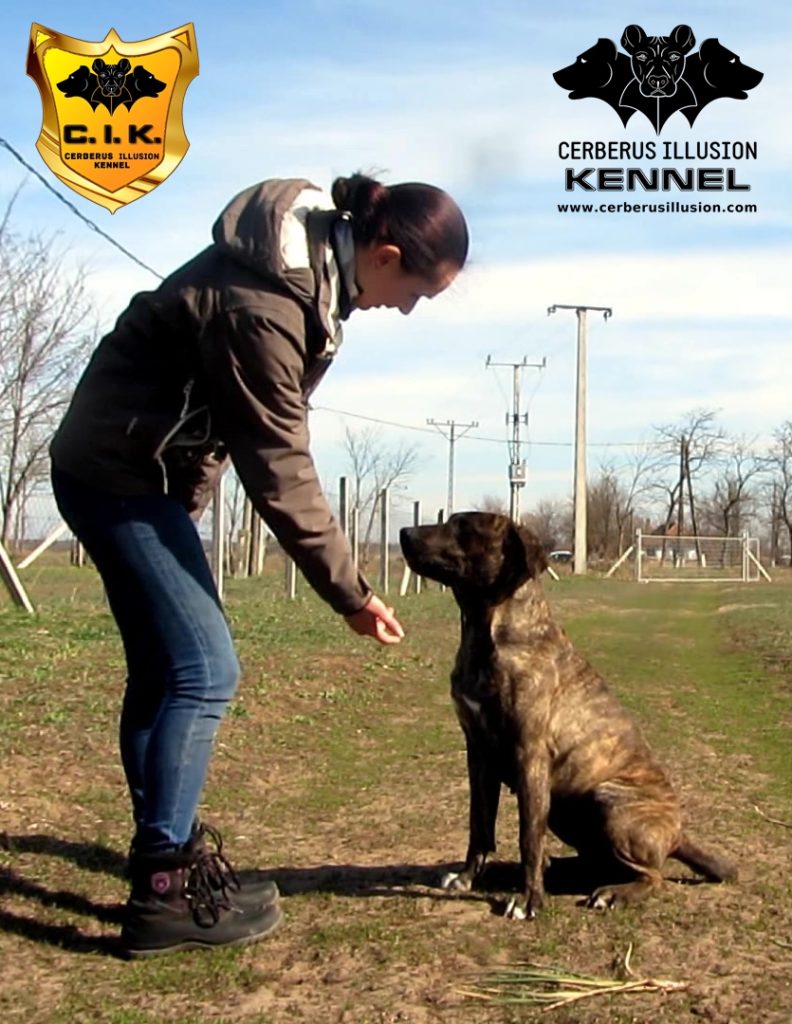 Belona Cerberus Illusion Cimarron Uruguayo how to train your puppy to give paw