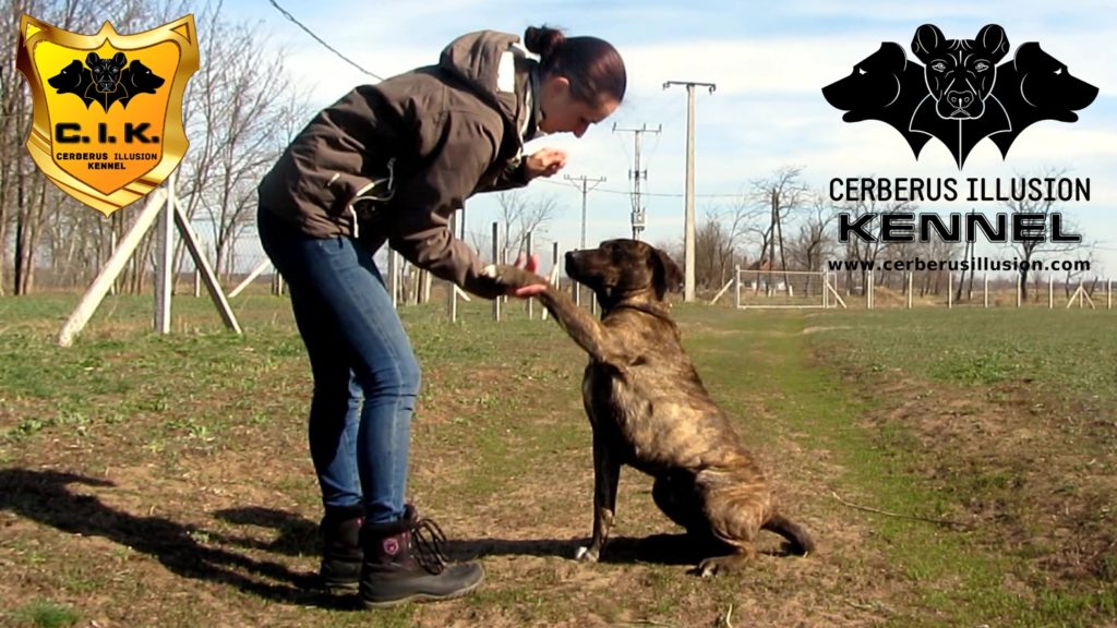 Belona Cerberus Illusion Cimarron Uruguayo how to train your puppy to give paw