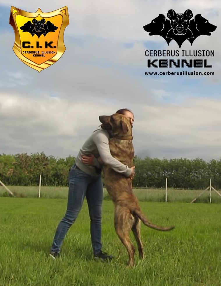Beulah Cerberus Illusion Cimarron Uruguayo How to train your dog to stay