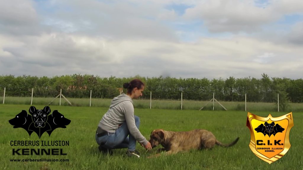 Beulah Cerberus Illusion Cimarron Uruguayo How to train your dog to stay
