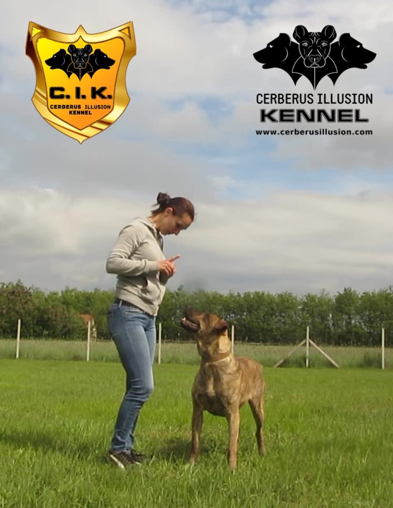 Beulah Cerberus Illusion Cimarron Uruguayo