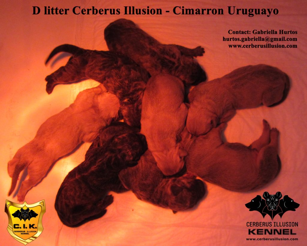 D litter Cerberus Illusion Cimarron Uruguayo