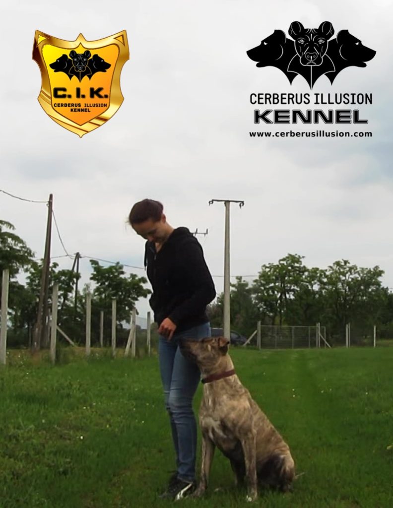 beowulf cerberus illusion cimarron uruguayo dog to heel