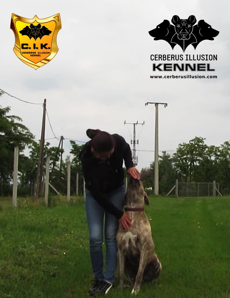 beowulf cerberus illusion cimarron uruguayo dog to heel