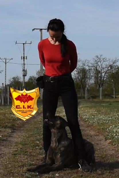 Duncan Cerberus Illusion Cimarron Uruguayo pamlsky