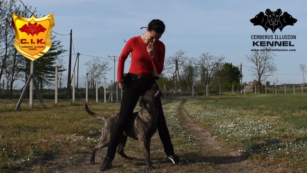 Duncan Cerberus Illusion Cimarron Uruguayo reward