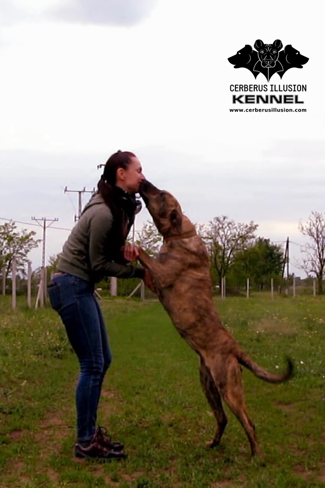 Trick dog Beulah Cerberus Illusion Cimarron Uruguayo kisses