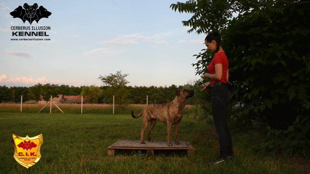 Beulah Cerberus Illusion Cimarron Uruguayo pedestal
