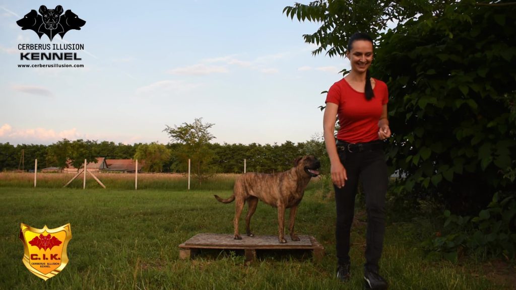 Beulah Cerberus Illusion Cimarron Uruguayo pedestal