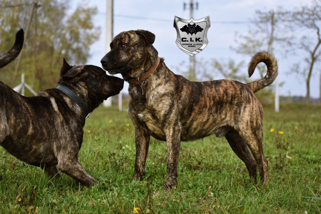 Anakin Duncan Cerberus Illusion Cimarron Uruguayo 17.11.2020 aa