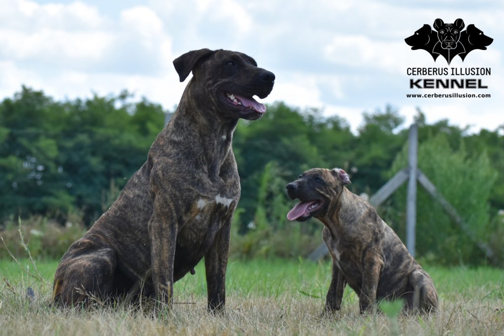 Belona and Darius Cerberus Illusion Cimarron Uruguayo 25.07.2019