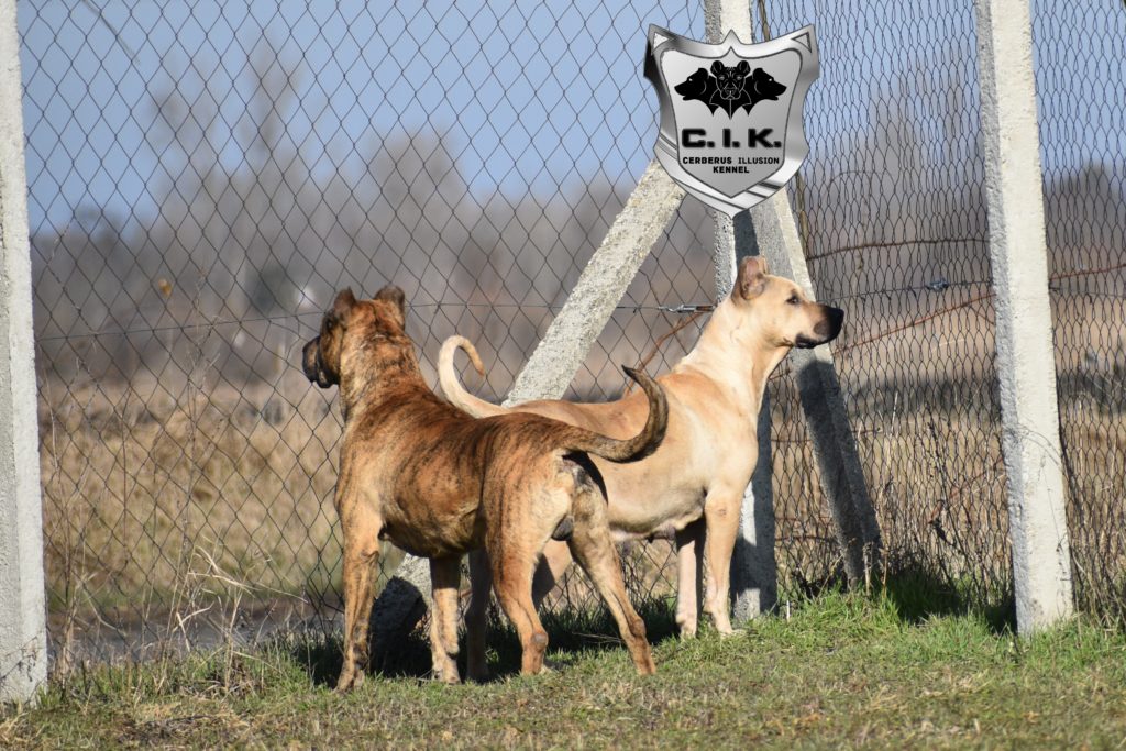 cimarron uruguayo cerberus illusion tinu maura pair 18.2.2021c