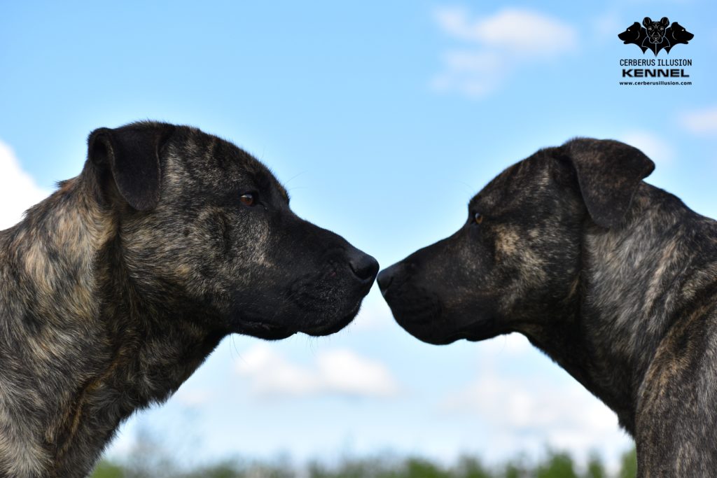Anakin Duncan Cerberus Illusion Cimarron Uruguayo labky