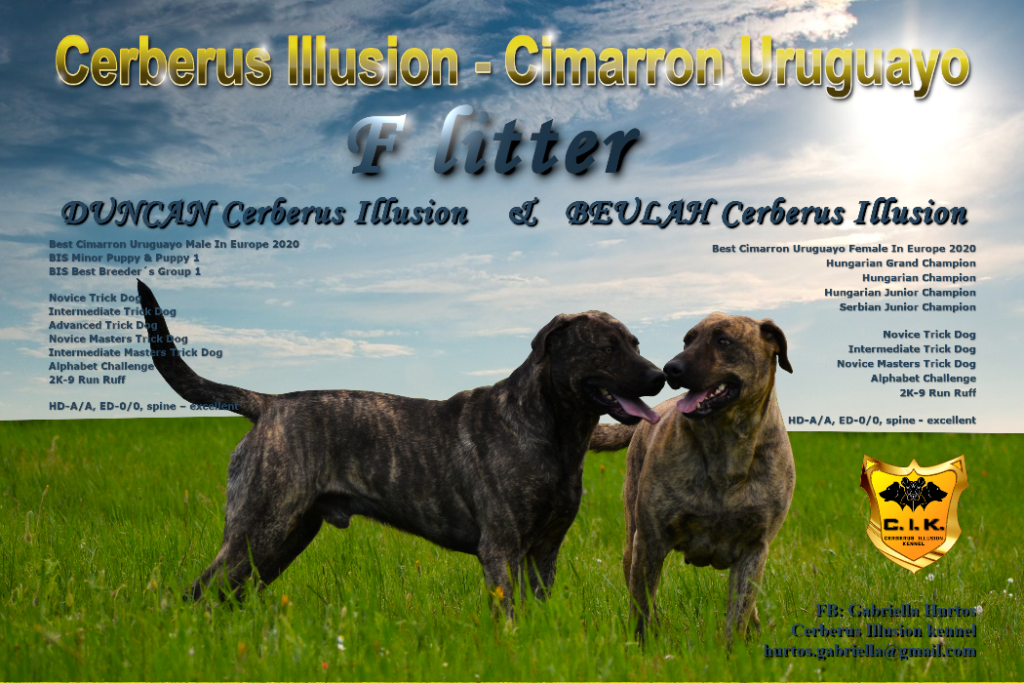 F litter Cerberus Illusion Cimarron Uruguayo puppy