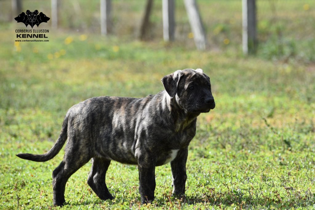 Working Cimarron Uruguayo puppy for sale