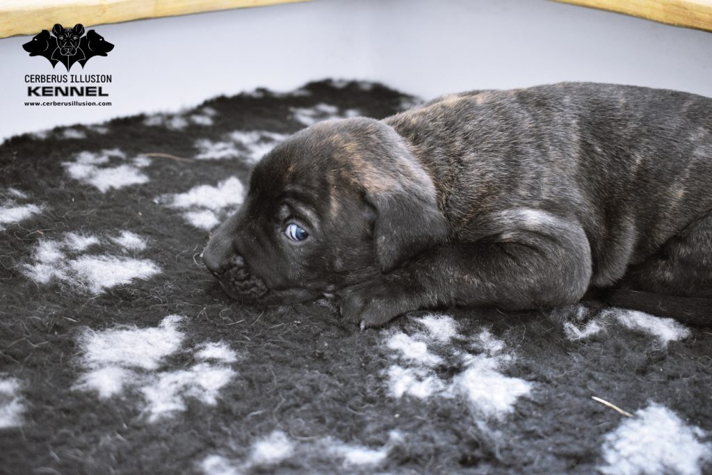 Cimarron Uruguayo puppy for sale