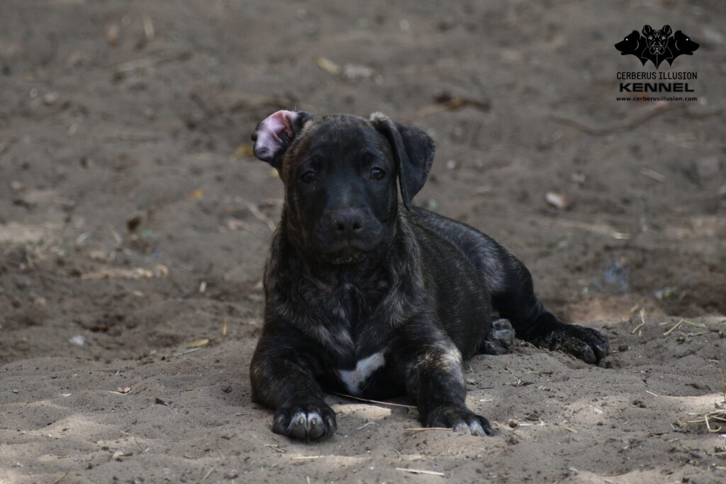 Cimarron puppy for sale