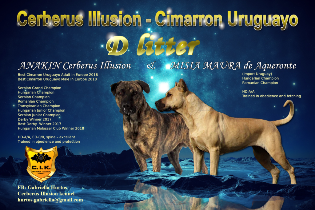 cimarron uruguayo cerberus illusion d litter puppy šteniatko