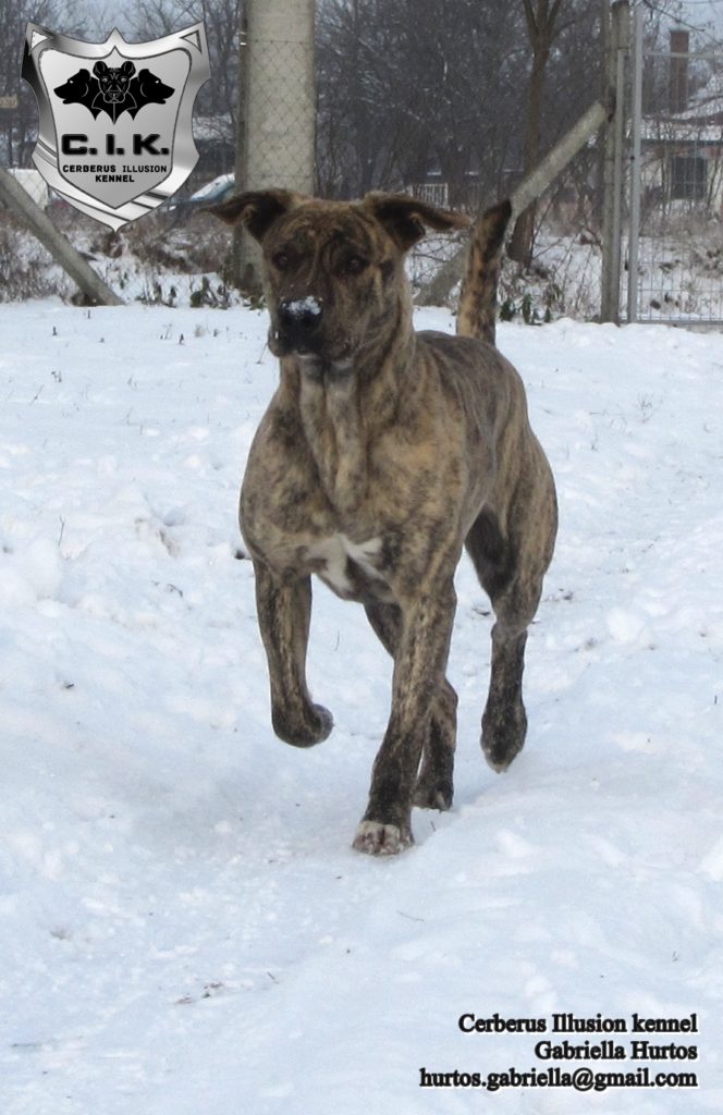 Beowulf Cerberus Illusion cimarron uruguayo