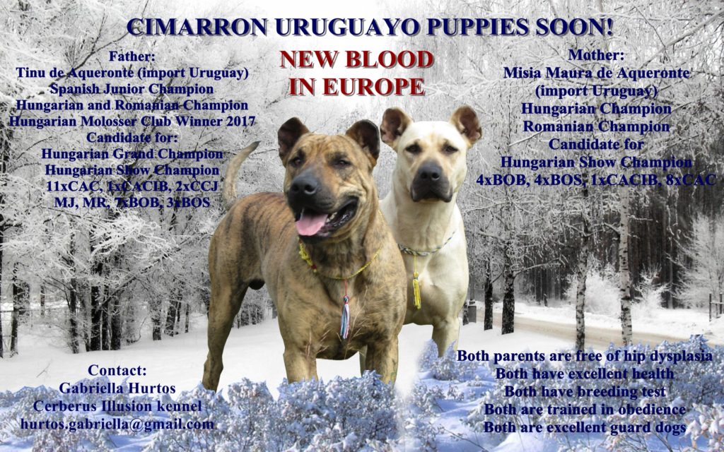 C litter Cerberus Illusion Cimarron Uruguayo