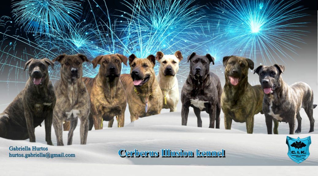 Cimarron Uruguayo Blog - Cerberus Illusion - Best Cimarron Uruguayo Kennel In Europe