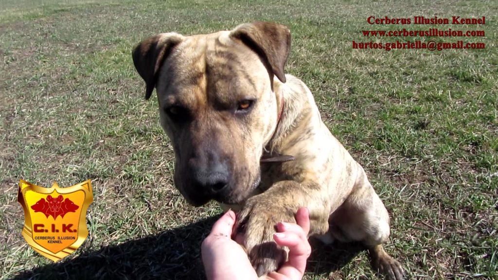 Conan Cerberus Illusion cimarron uruguayo dogs for sale