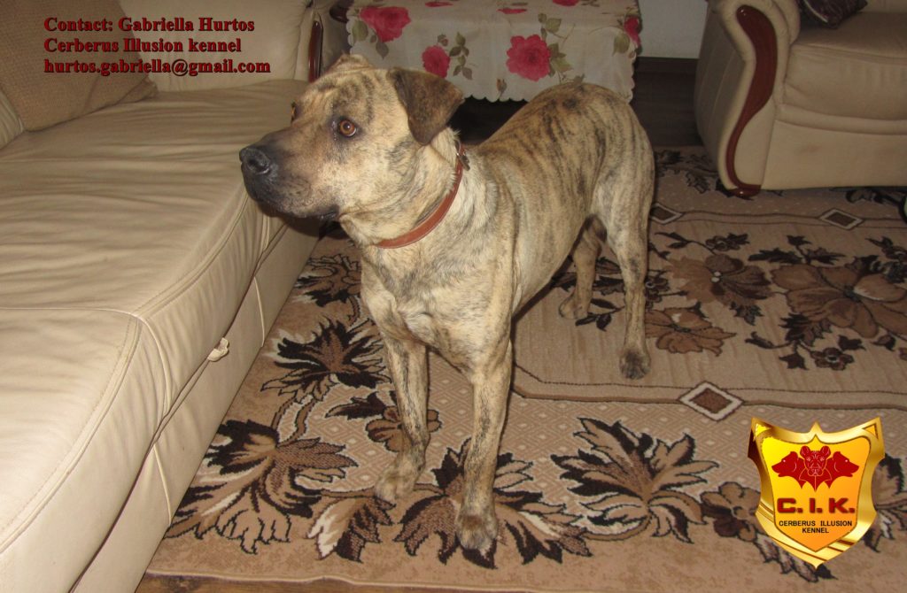 Cimarron Uruguayo - Conan Cerberus Illusion - dogs for sale