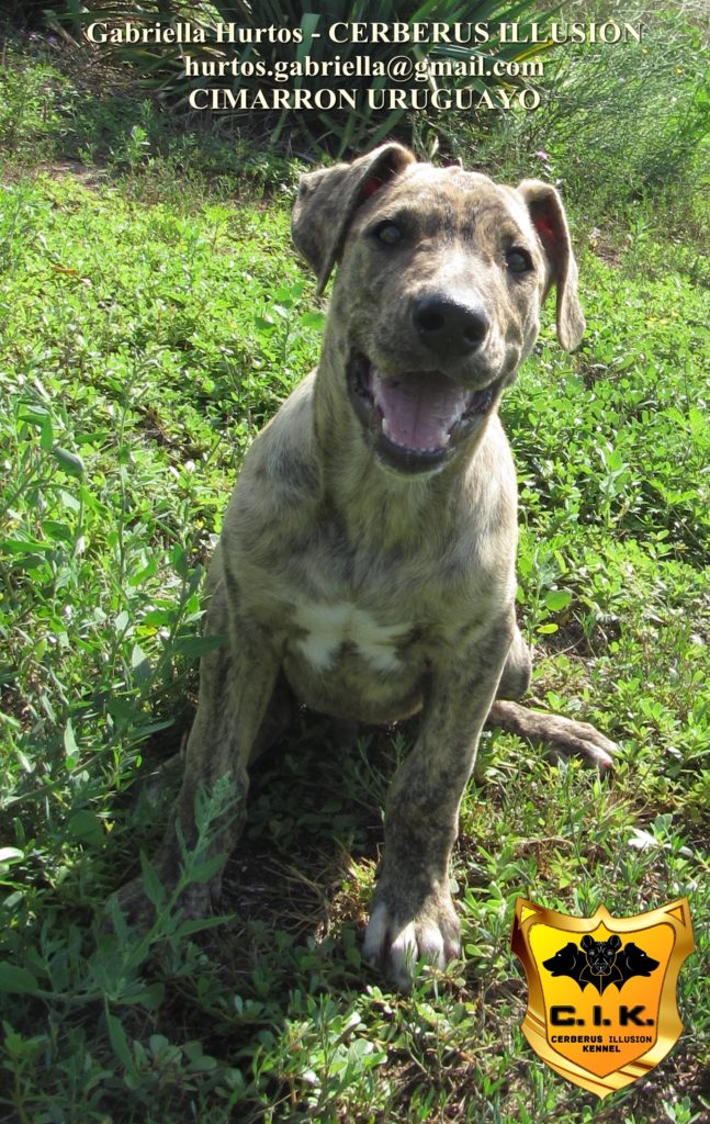 Beowulf Cerberus Illusion - cimarron uruguayo puppy