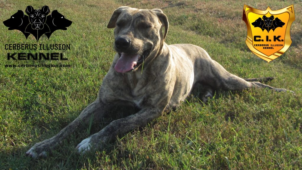 Beowulf Cerberus Illusion - Cimarron Uruguayo