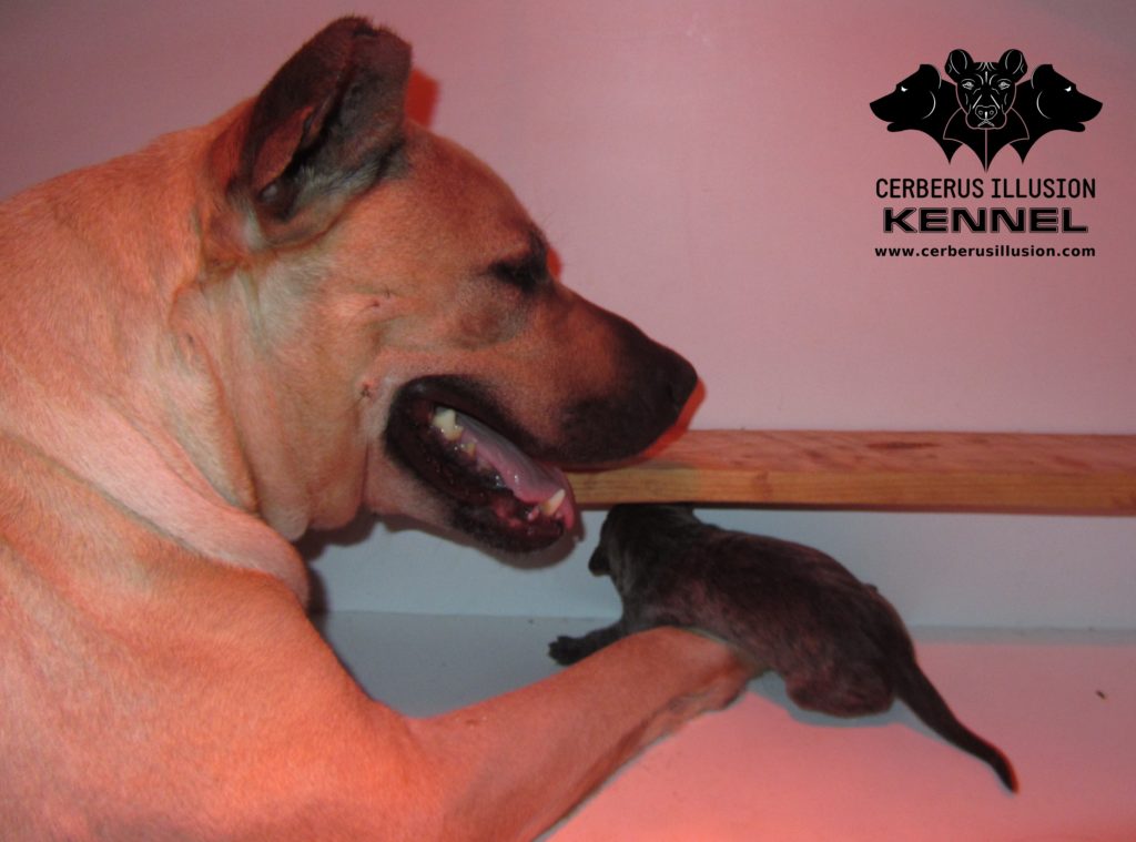 D litter Cerberus Illusion Cimarron Uruguayo