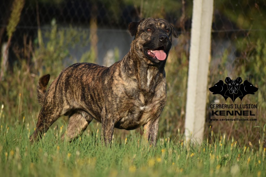 ANAKIN Cerberus Illusion cimarron uruguayo