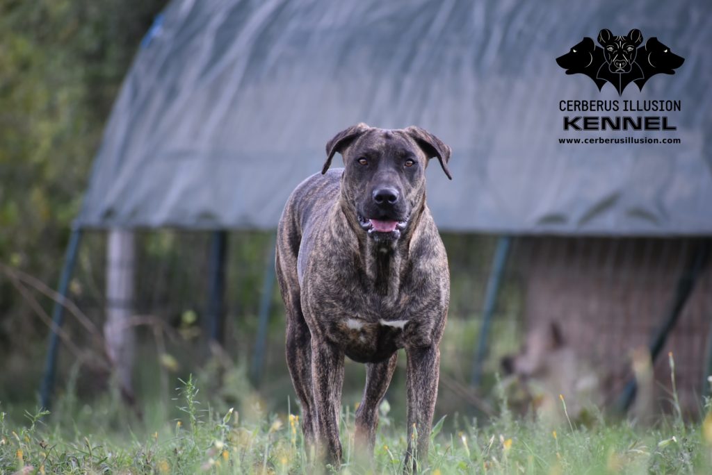 Belona Cerberus Illusion Cimarron Uruguayo