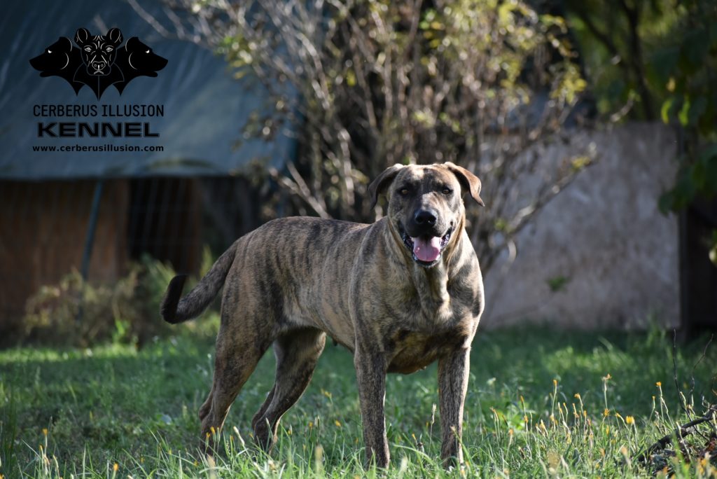 Beulah Cerberus Illusion Cimarron Uruguayo