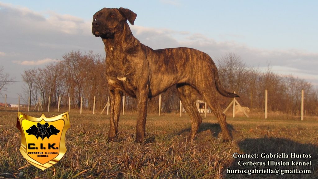 Belona Cerberus Illusion Cimarron Uruguayo