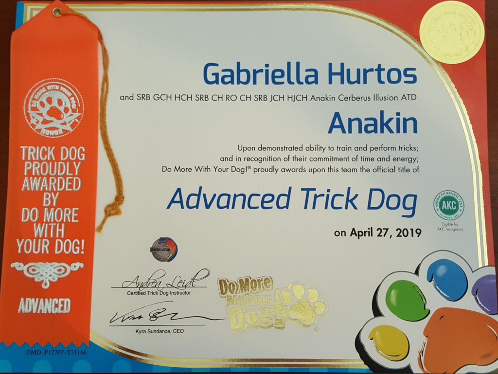 Anakin Cerberus Illusion NTD Novice Trick Dog Trikovy pes Trükk kutya