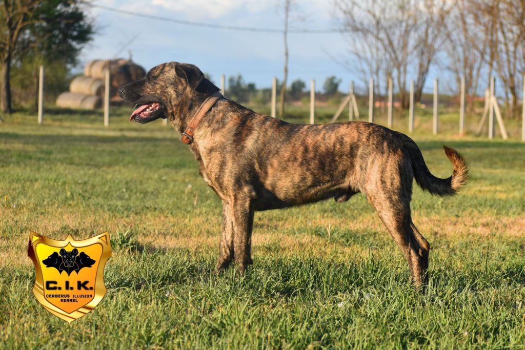 ANAKIN Cerberus Illusion Cimarron Uruguayo