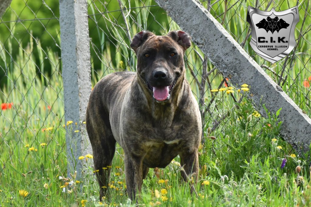 Belona Cerberus Illusion Cimarron Uruguayo