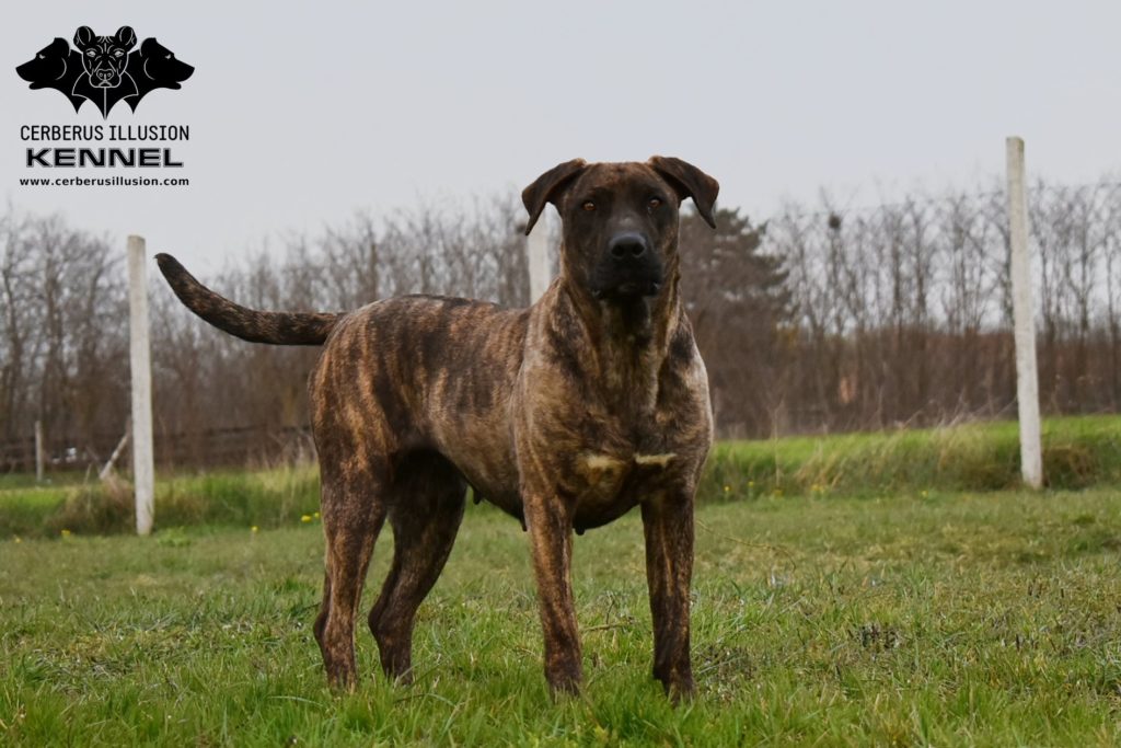 Belona Cerberus Illusion Cimarron Uruguayo