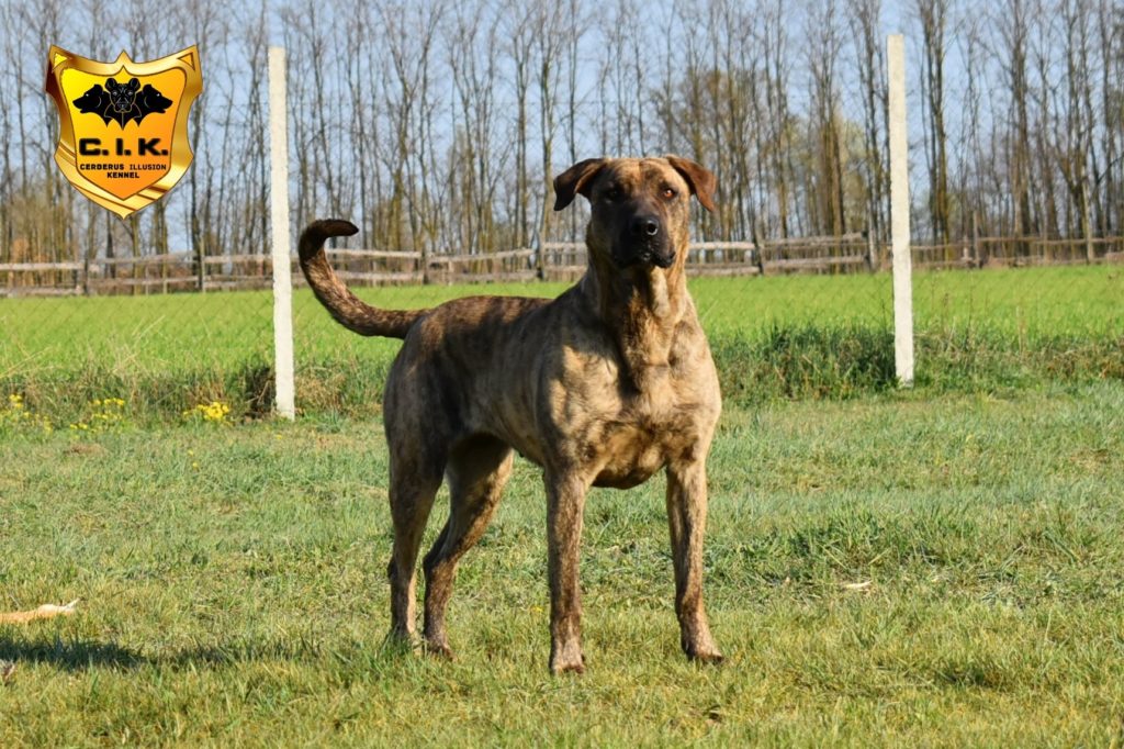 cimarron uruguayo Beulah Cerberus Illusion