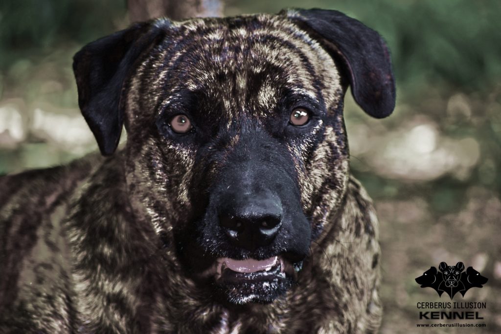 Anakin Cerberus Illusion Cimarron Uruguayo