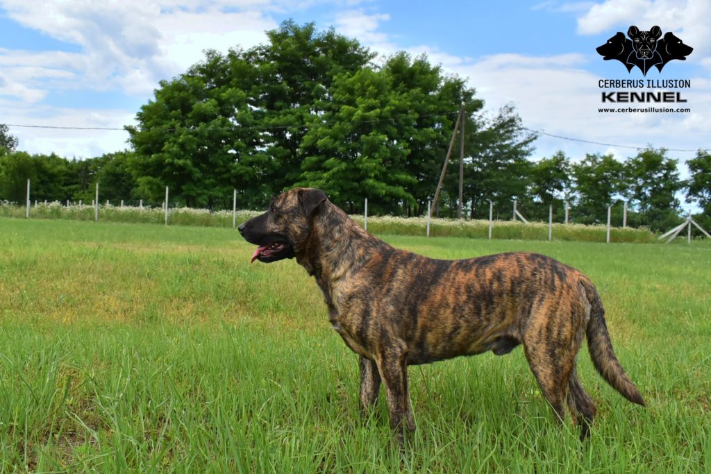 Anakin Cerberus Illusion Cimarron Uruguayo